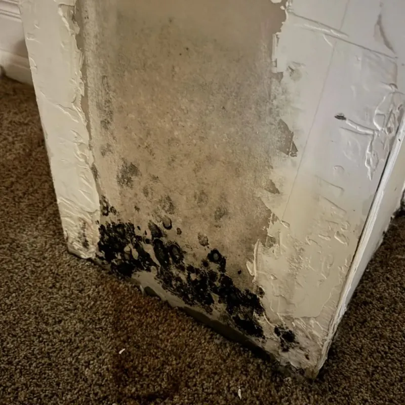 Professional Mold Removal in Kennebunk, ME